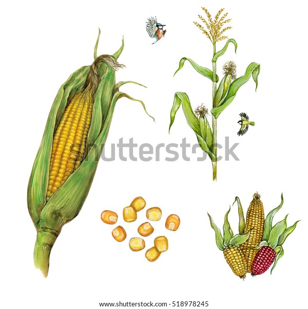 白い背景にトウモロコシのコブ ゼアメイ 植物とトウモロコシの粒のリアルな植物イラスト 水彩イラスト手描き のイラスト素材 518978245