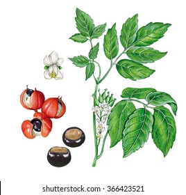 Realistic Botanic Illustration Of Guarana Plant (Paullinia Cupana) With A Branch With Leaves And Flowers And Fruits And Seeds