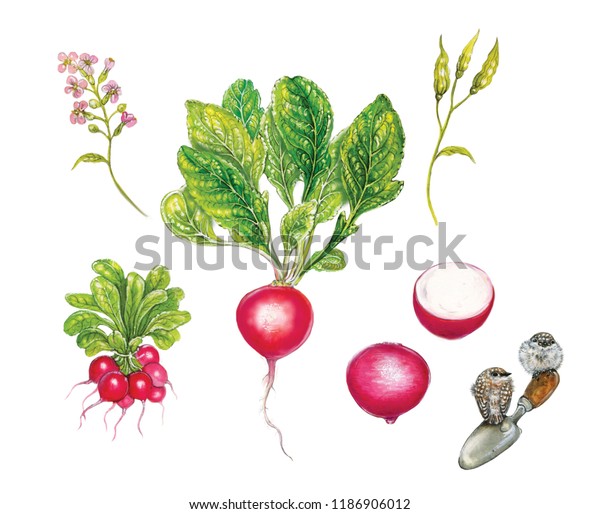 白い背景に花 根 種子 植物を持つ 赤い大根 ラファヌス のリアルな植物の水色イラスト のイラスト素材