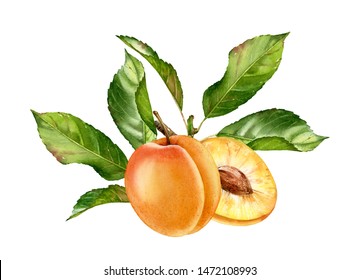 Realistic Botanical Watercolor Illustration Apricot Fruit Leaves Composition: Whole And Half Slice Ripe Juicy Isolated Clipart Hand Drawn, Fresh Exotic Food Golden Yellow Green For Food Label Design