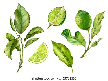 Realistic Botanical Watercolor Illustration Lime Fruit Tree Branch Leaves: Whole And Boat, Commercial Isolated Clipart On White Hand Drawn Citrus, Fresh Tropical Food Green Color For Label Design