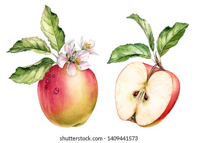 Realistic Botanical Watercolor Illustration Red Apple Fruit: Whole And Half Slice, Green Leaves Branch, White Flowers Blossom Commercial Detailed Isolated Clipart Hand Drawn, Fresh Juicy Food