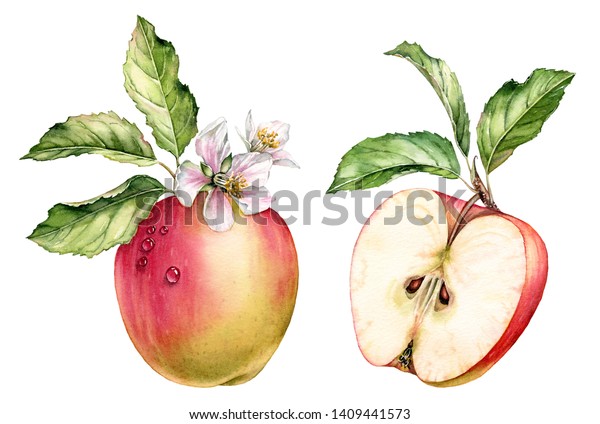 リアルな植物の水彩イラスト赤いリンゴの実 半切れ半切れ 緑の葉の枝 白い花の花の商業用の詳細なクリップアート手描きの鮮やかなジューシーな食べ物 の イラスト素材