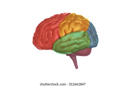 Human Brain Anatomy Stock Illustration 266313524