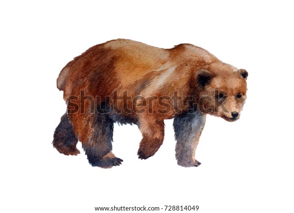 白い背景にリアルな茶色の熊 水彩イラスト のイラスト素材