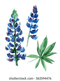 2,536 Watercolor lupine Images, Stock Photos & Vectors | Shutterstock