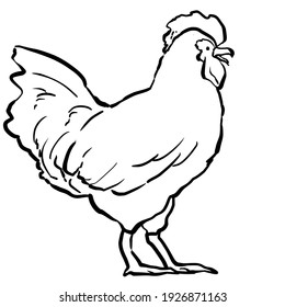 Poulet Dessin Hd Stock Images Shutterstock