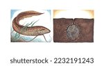 realistic color scientific illustration of Australian lungfish (Neoceratodus forsteri), also known as the Queensland lungfish, Burnett salmon and barramunda in profile on white background