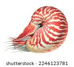 Realistic color scientific illustration of chambered nautilus (Nautilus pompilius), pearly nautilus isolated on the white background