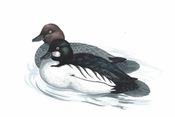 Realistic Color Scientific Illustration Of Common Goldeneye Or Common Goldeneye(Bucefala Clangula) Isolated On The White Background