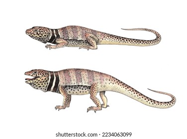 Realistic color scientific illustration of common collared lizard (Crotaphytus collaris) on white background