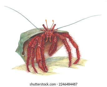 Realistic color scientific illustration common marine hermit crab(Paragus bernhardus) isolated the white background