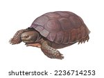 Realistic color scientific illustration of desert tortoise (Gopherus agassizii) isolated on the white background