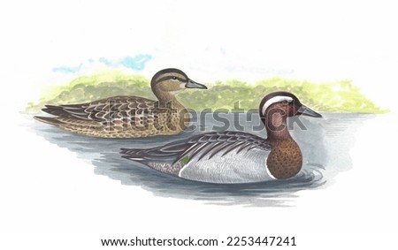 Realistic color scientific illustration of Garganey(Anas querquedula) isolated on the white background Zdjęcia stock © 