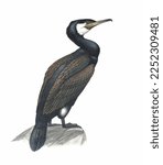 Realistic color scientific illustration of Great cormorant, great black cormoran(Phalacrocorax carbo) isolated on the white background