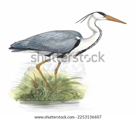 Realistic color scientific illustration of Grey heron(Ardea cinerea) isolated on the white background ストックフォト © 