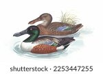 Realistic color scientific illustration of Northern shoveler(Anas clypeata) isolated on the white background