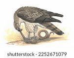 Realistic color scientific illustration of Short-toed snake eagle, short-toed eagle(Circaetus gallicus) isolated on the white background