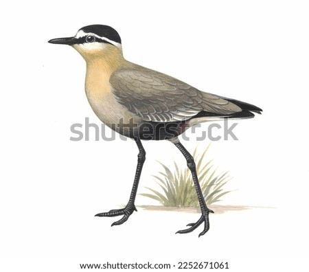 Realistic color scientific illustration of Sociable lapwing(Vanellus gregarius) isolated on the white background Stock fotó © 