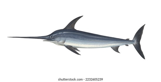 realistic color scientific illustration of Swordfish (Xiphias gladius), broadbills on white background