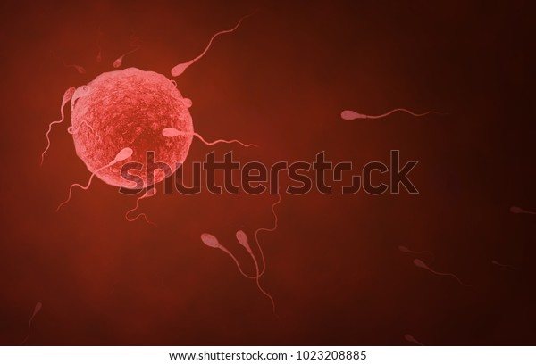 Sperm and fallopian tube cells
