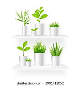 Realistic Detailed 3d House Plant Pot Shelves Set. illustration of Green Houseplant for Shop or Store