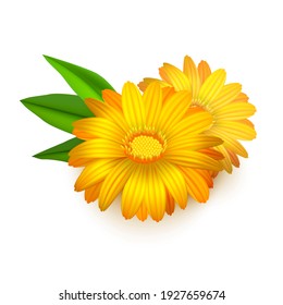 Realistic Detailed 3d Yellow Calendula Marigold Flower Isolated on White Background. illustration of Blossom Beauty Plant