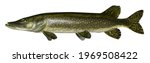 realistic digital color scientific illustration of Northern pike in profile on white background