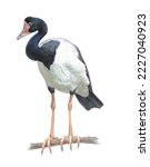 Realistic digital color scientific illustration of Magpie goose(Anseranas semipalmata) in profile on white background