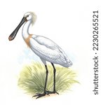 Realistic digital color scientific illustration of Eurasian spoonbill (Platalea leucorodia), or common spoonbill in profile on white background