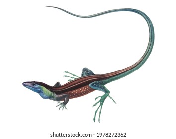 Realistic digital color scientific illustration of desert grassland whiptail lizard in profile on white background