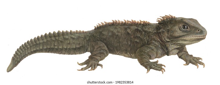 Realistic Digital Color Scientific Illustration Of Tuatara In Profile On White Background