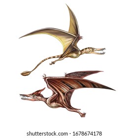 realistic drawing of ancient flying dinosaurs pterodactyl and rhamphorhynchus, illustration for animal encyclopedia, life of the Jurassic and Cretaceous, isolated image on white background