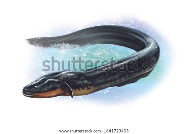 realistic drawing of electric eel\
(Electrophorus electricus), illustration for encyclopedia, isolated\
image on white\
background