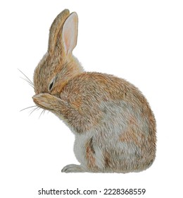 Realistic drawing fluffy rabbit drawn and colored pencils