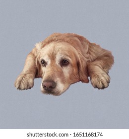 1000 Golden Dog Drawing Stock Images Photos Vectors Shutterstock