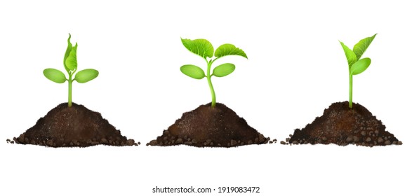 Realistic Drawing Of A Green Sprout Growing In The Soil. Microgreen Sprouts A Young Seedling In The Soil On A White Background. The Process Of Development And Growth, Organic Agriculture, Eco-products