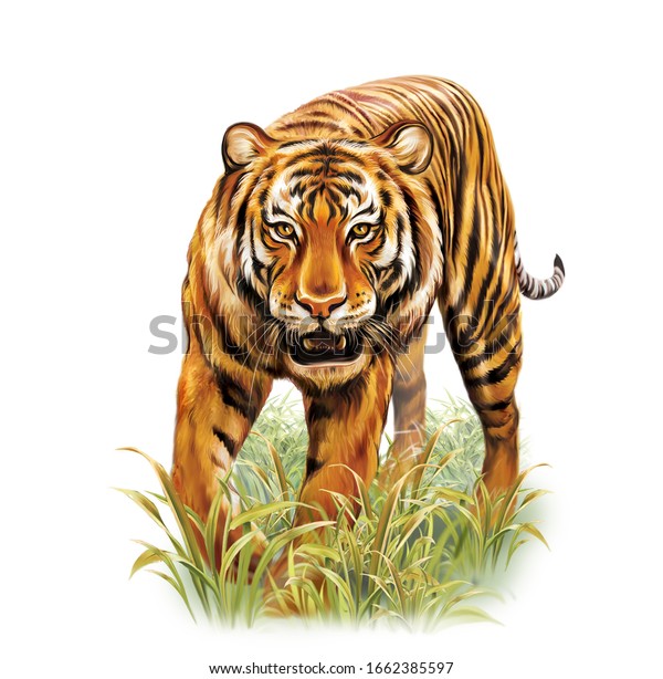 白い背景にリアルな絵 歩く虎の画像 動物百科事典のイラスト 分離型画像 のイラスト素材