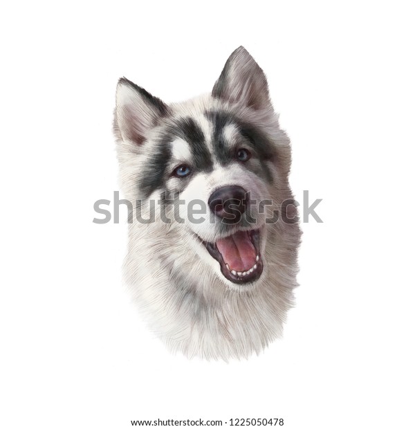 白い背景にシベリアン ハスキー犬と青い目のリアルな絵 動物のコレクション 犬 ペットの手描きのイラスト デザインテンプレート Tシャツ 枕 バナーの印刷に最適 のイラスト素材
