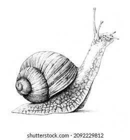 Realistic Drawing Snail Profile Illustration Black Stock Illustration ...