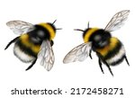 Realistic drawing of two bumblebees, flying insects, fluffy bumblebee