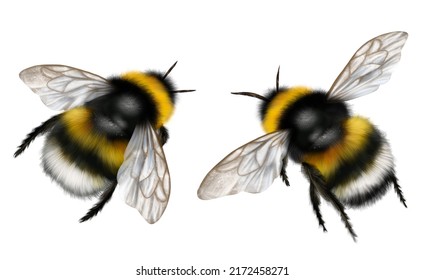 Realistic Drawing Of Two Bumblebees, Flying Insects, Fluffy Bumblebee