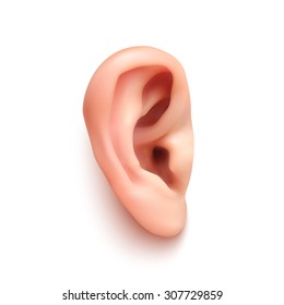 Realistic Ear, Isolated On White Background.