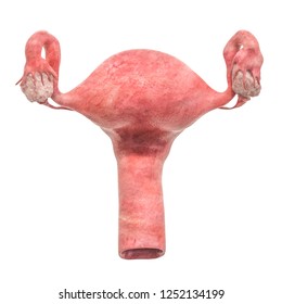 Realistic female uterus, 3D rendering isolated on white background
