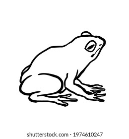 Realistic Frog Line Drawing Illustration