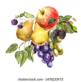 Realistic fruits on a white background in vintage style. Grapes, pears, apples, blackberries