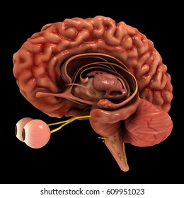 Realistic, fully detailed Human Brain 3D model with alpha Channel. The model created in consultation with some neurology professors carefully.