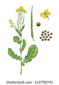 realistic hand made illustration of rapessed (brassica napus) with flowers , seeds and leaves on white