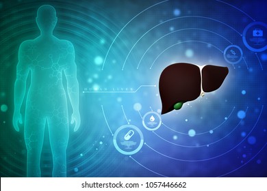 Realistic Human Liver 3d Illustration Stock Illustration 1057446662 ...