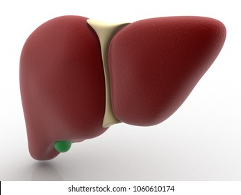 Realistic Human Liver 3d Illustration